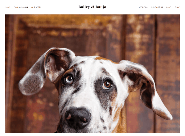 Bailey & Banjo Pet Photography